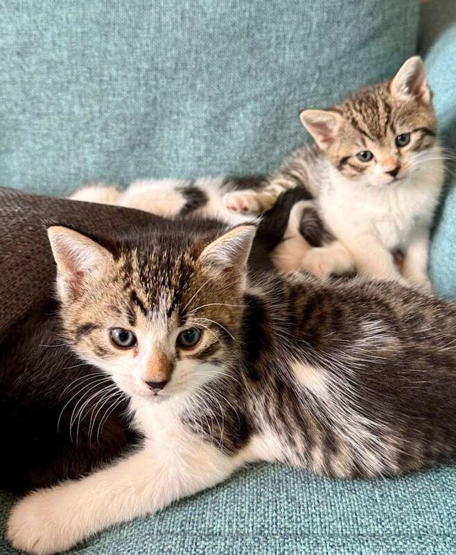 Kittens for sale - Image 6 of 6