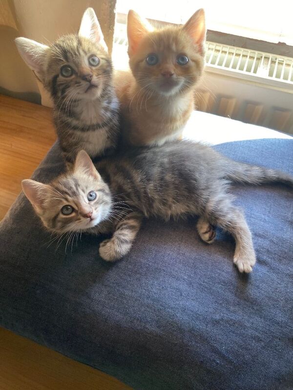 British Shorthair Kittens For Sale