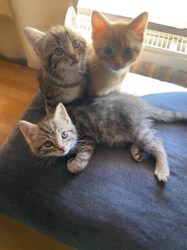 Kittens for sale - Image 2 of 5