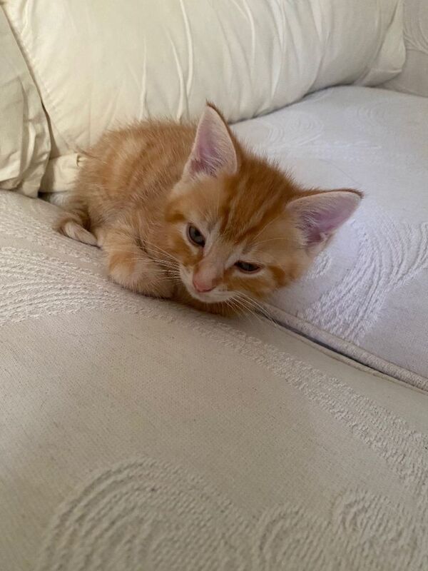 Kittens for sale - Image 3 of 5