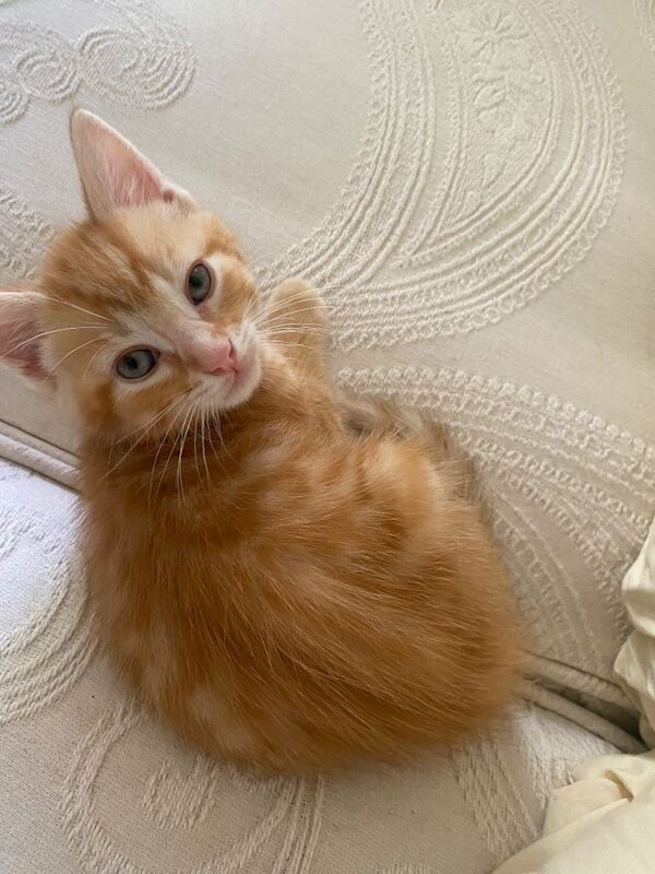 Kittens for sale - Image 4 of 5