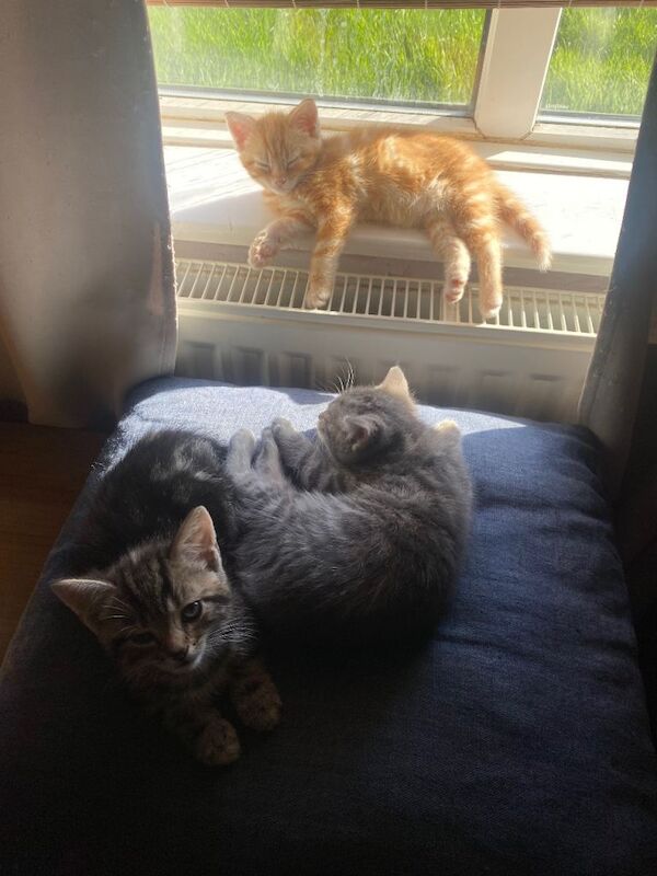 Kittens for sale - Image 5 of 5