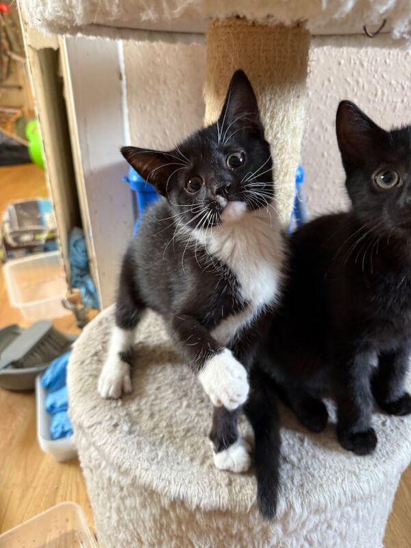 Kittens for sale - Image 3 of 4