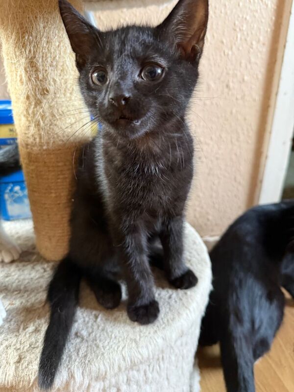 Kittens for sale - Image 4 of 4