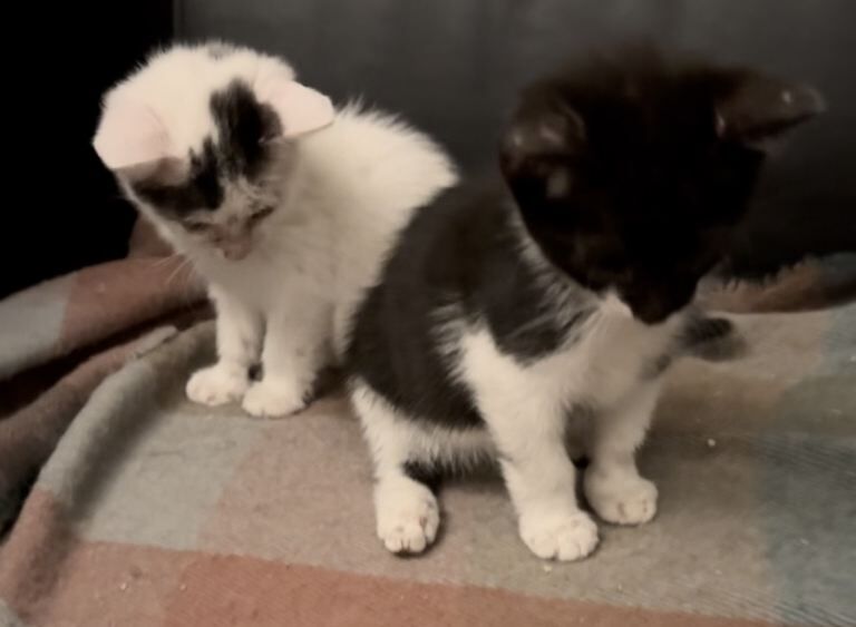 Kittens for sale - Image 3 of 4