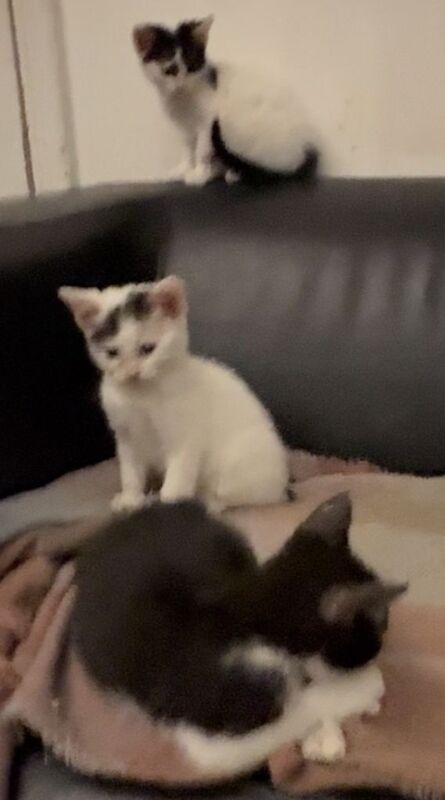 Kittens for sale - Image 4 of 4