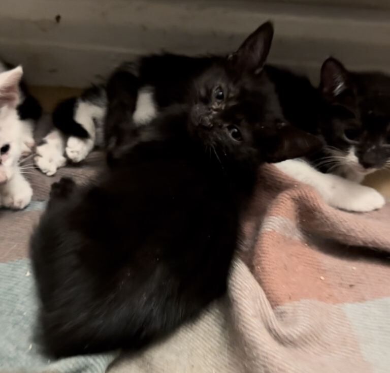 Kittens for sale - Image 2 of 4