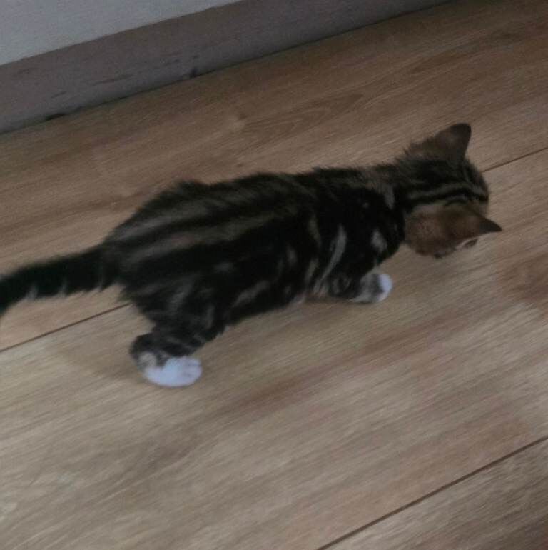 Kittens for sale! - Image 2 of 4