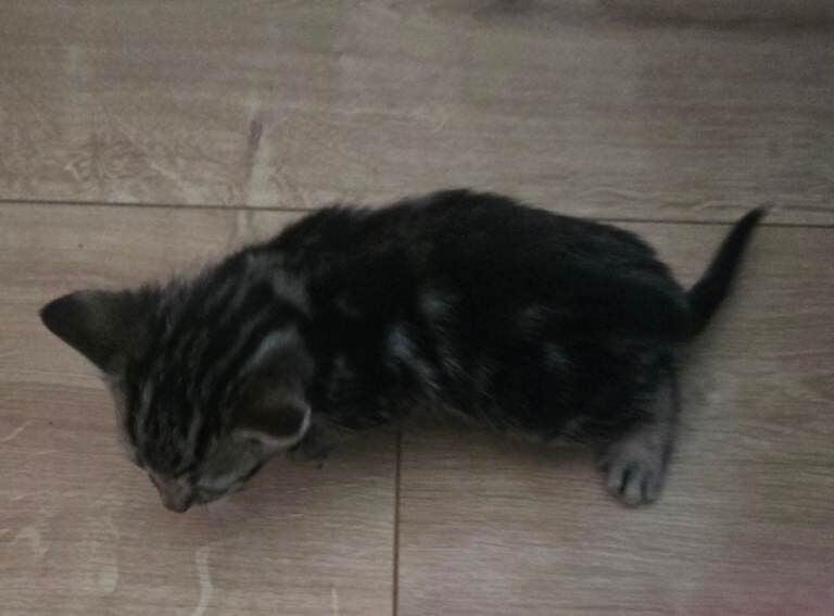 Kittens for sale! - Image 3 of 4