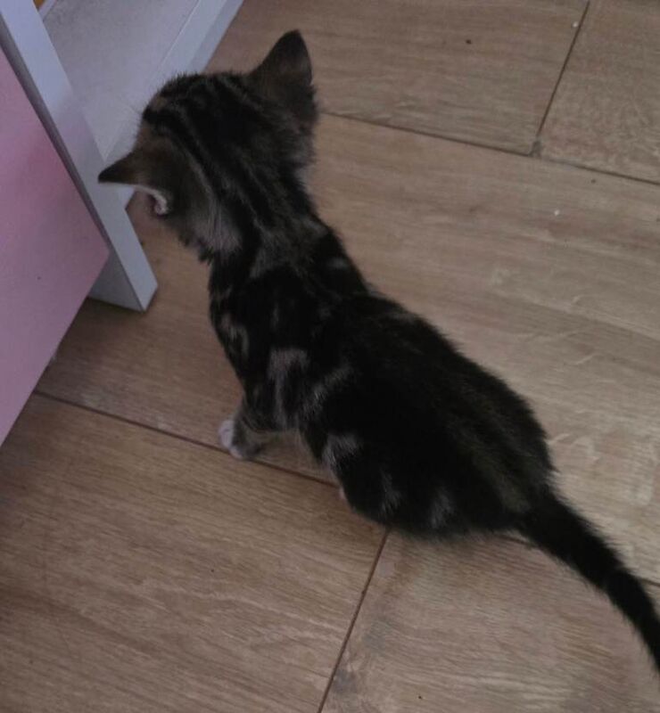 Kittens for sale! - Image 4 of 4