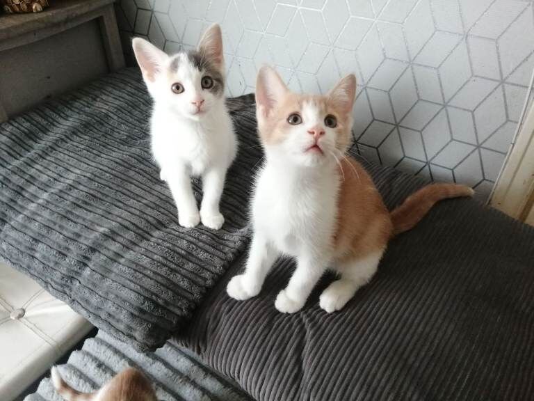 Kittens for sale