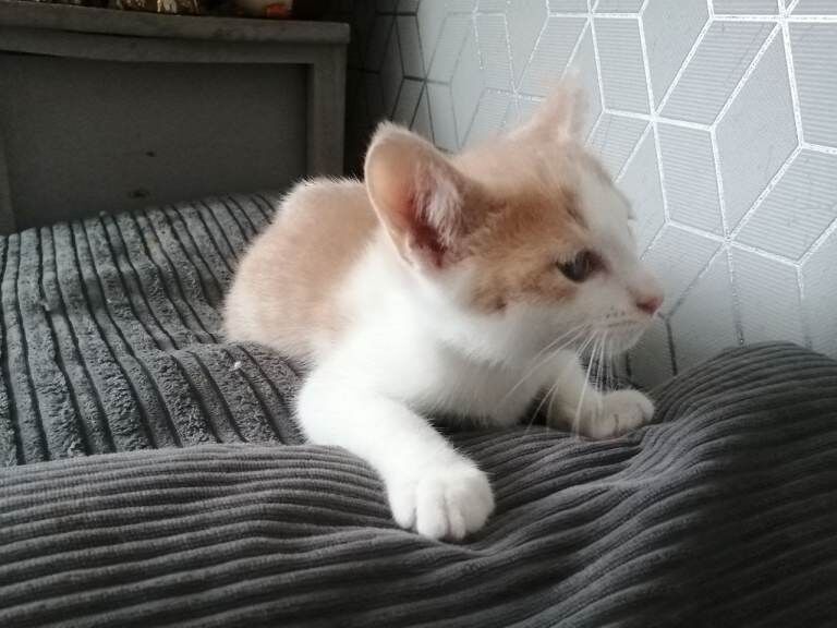 Kittens for sale - Image 2 of 3