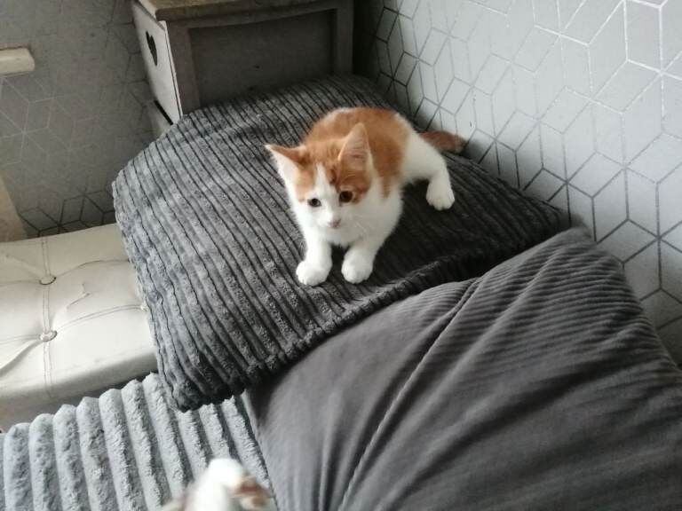 Kittens for sale - Image 3 of 3