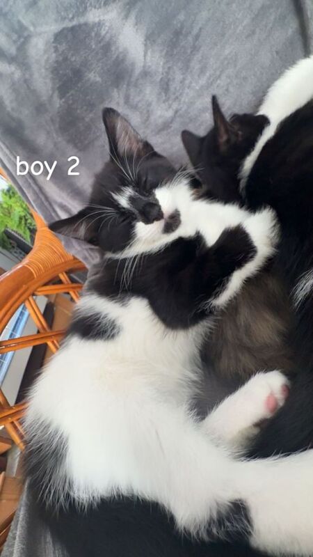 Kittens for sale! - Image 2 of 3