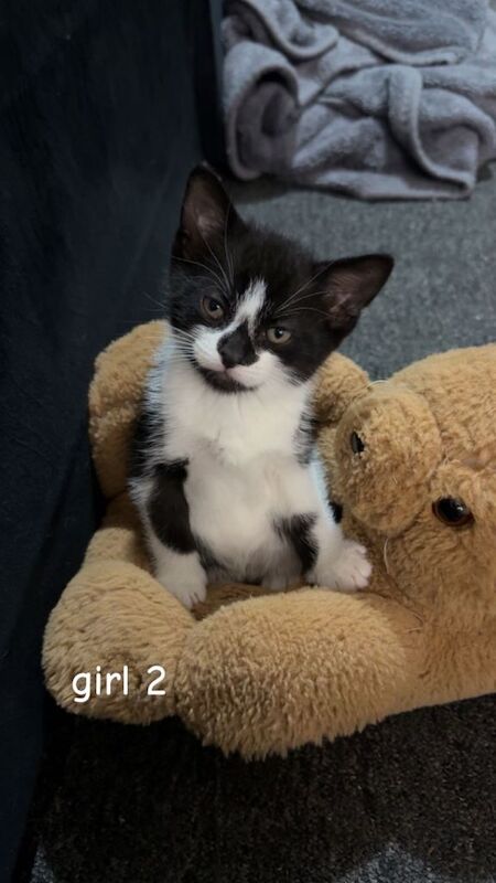 Kittens for sale! - Image 3 of 3