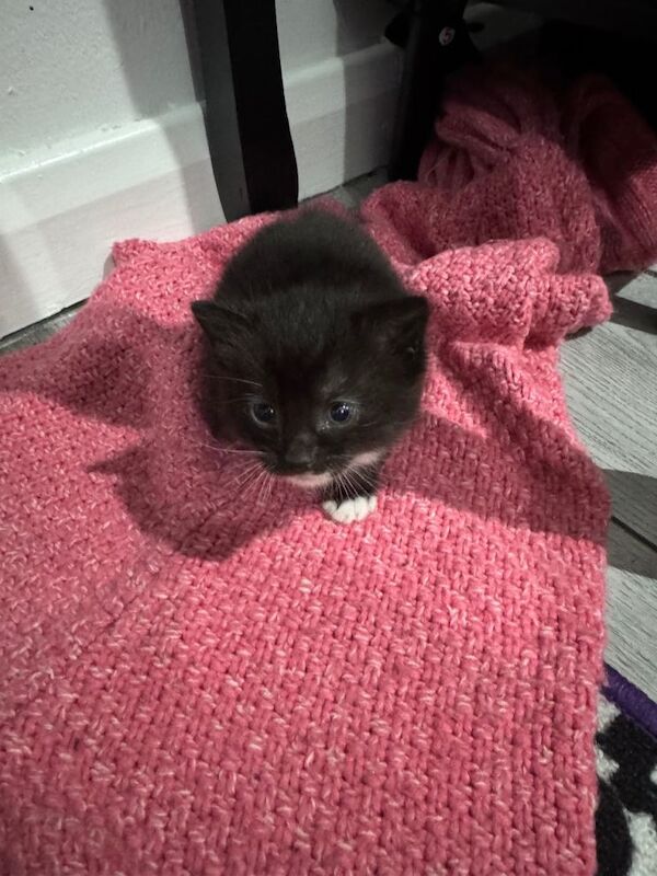 Kittens for sale - Image 2 of 3