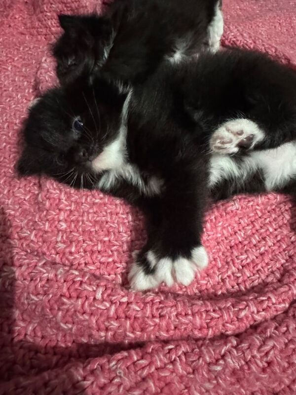 Kittens for sale - Image 3 of 3