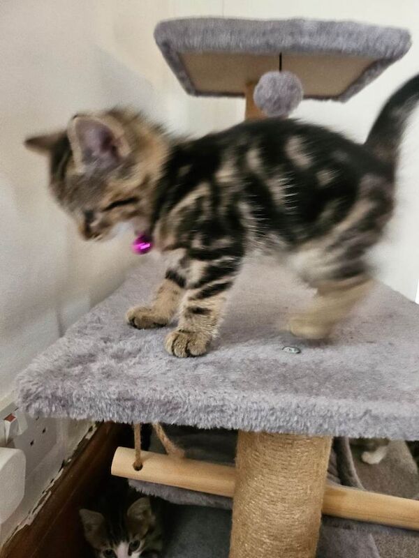 Kittens for sale - Image 3 of 6