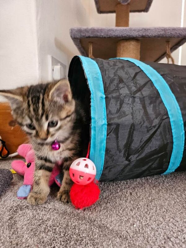 Kittens for sale - Image 4 of 6