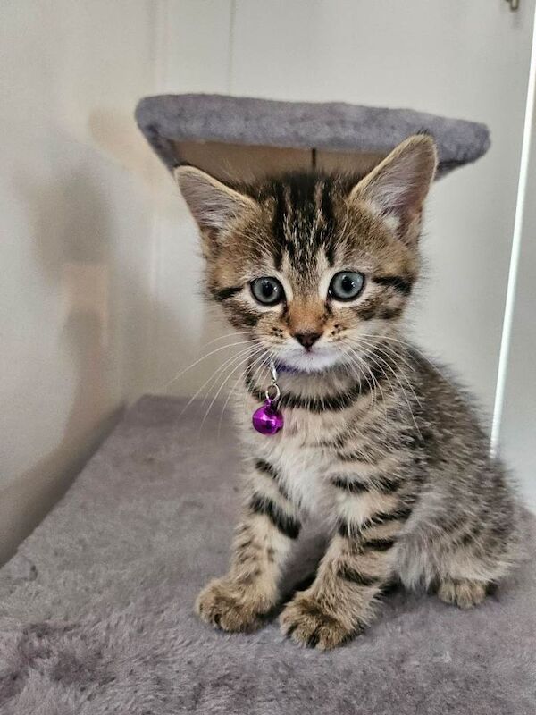 Kittens for sale - Image 5 of 6