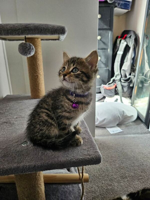 Kittens for sale - Image 6 of 6