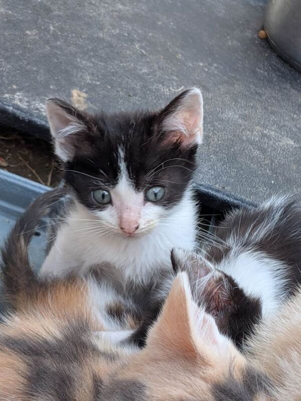 Kittens for sale - Image 2 of 4