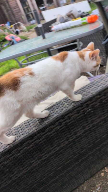 Kittens for sale - Image 3 of 4