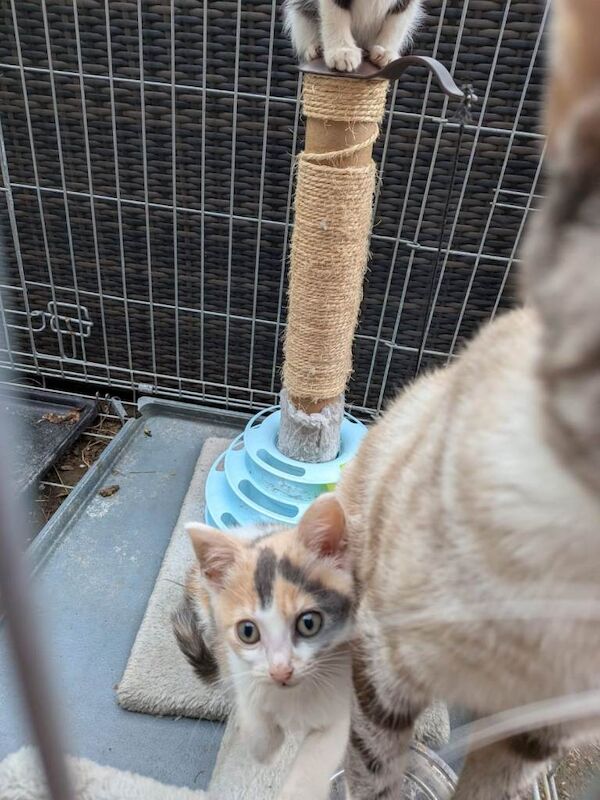 Kittens for sale - Image 4 of 4