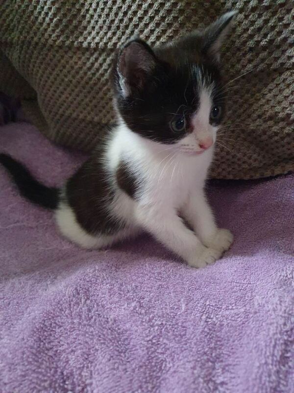 Kittens for Sale - Image 2 of 6