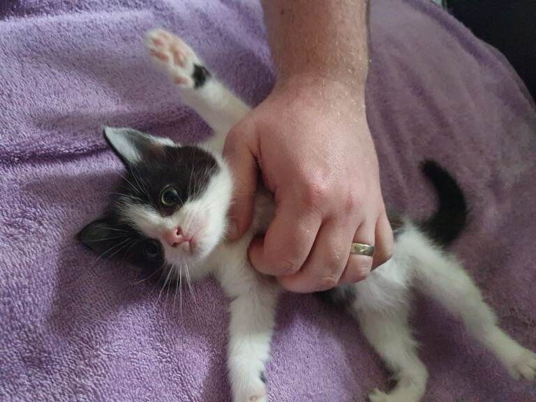 Kittens for Sale - Image 3 of 6