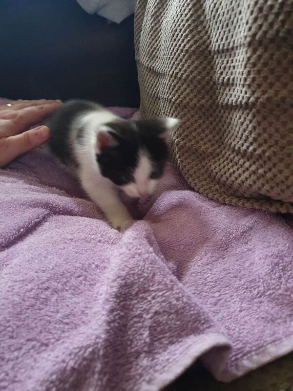 Kittens for Sale - Image 4 of 6