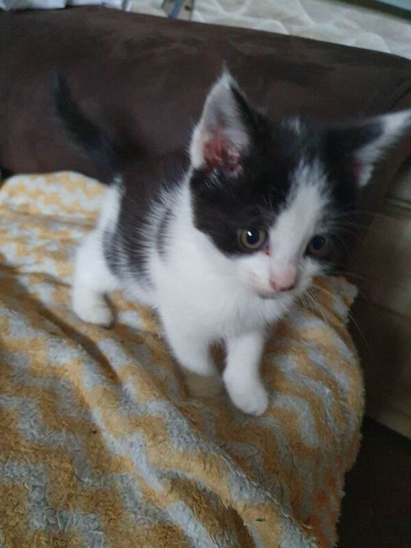 Kittens for Sale - Image 5 of 6