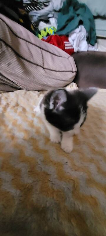 Kittens for Sale - Image 6 of 6