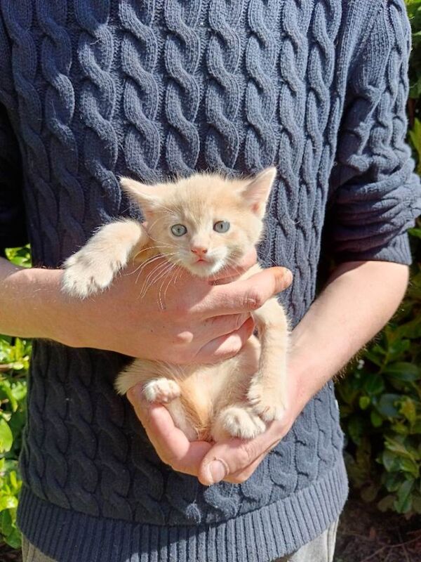 Kittens for sale - Image 2 of 3