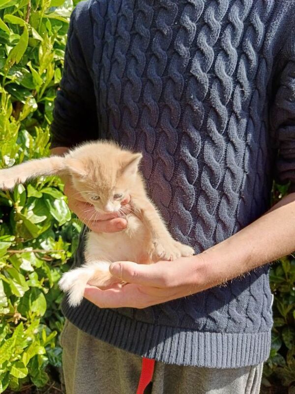 Kittens for sale - Image 3 of 3