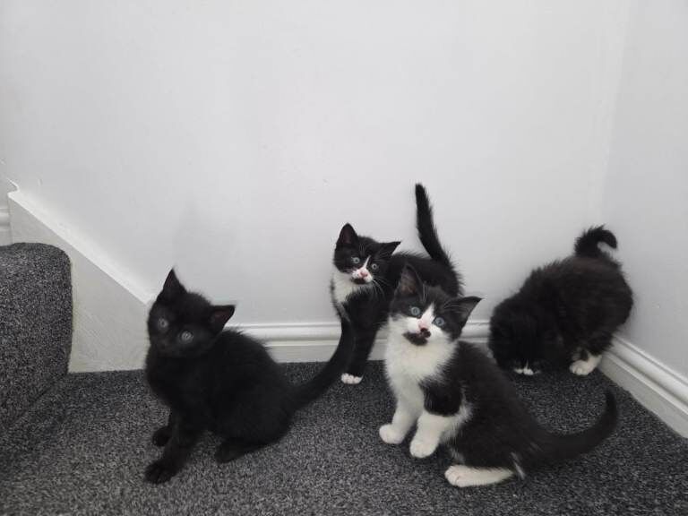 Kittens for sale