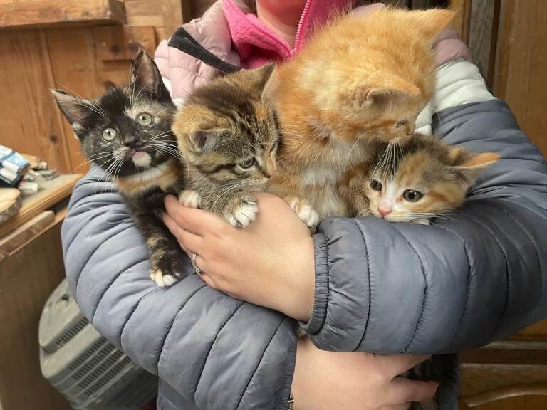 Kittens for Sale - Image 2 of 2