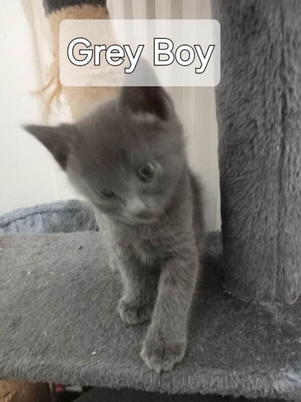 Kittens For Sale