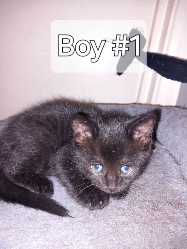 Kittens For Sale - Image 2 of 4