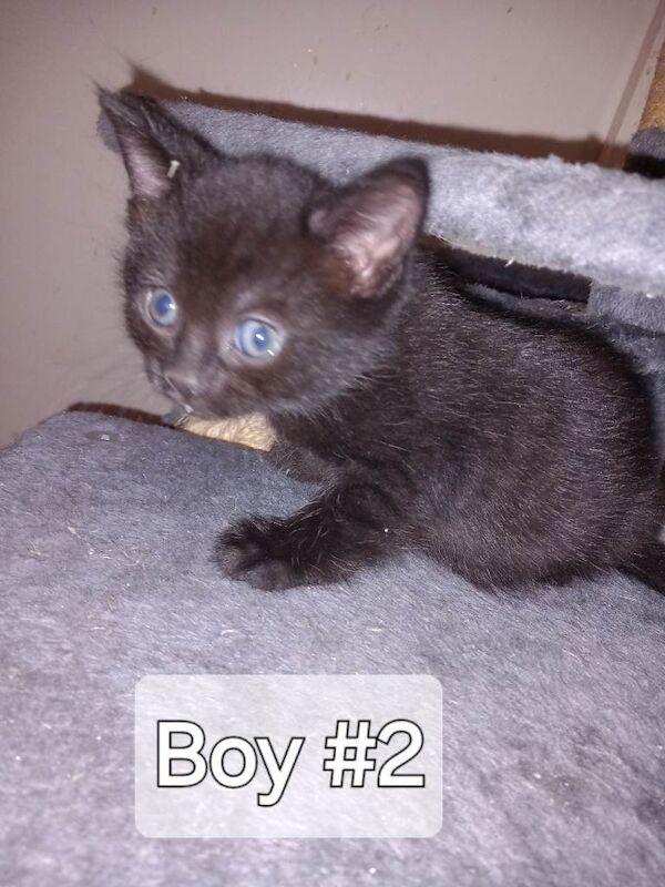 Kittens For Sale - Image 3 of 4