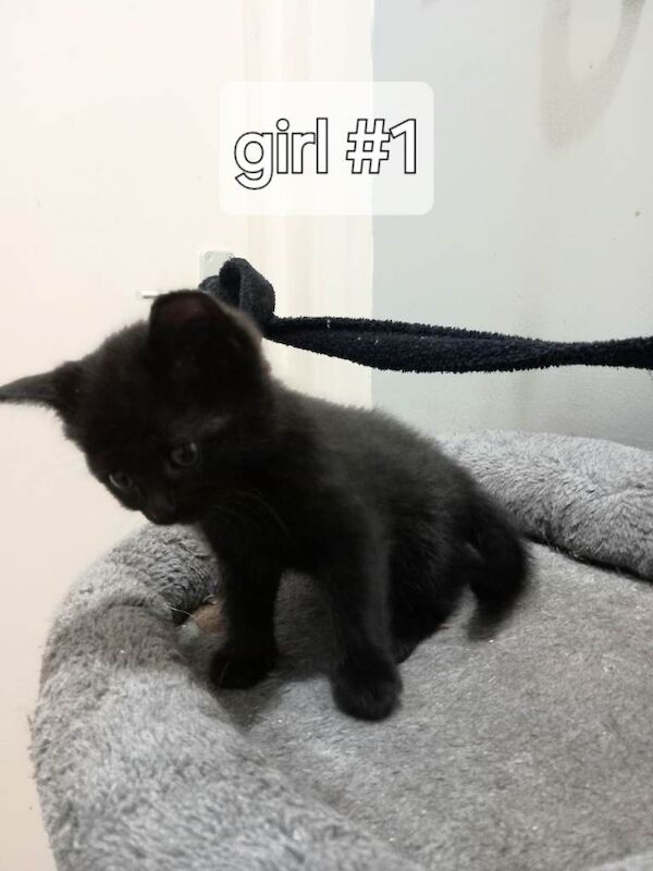 Kittens For Sale - Image 4 of 4