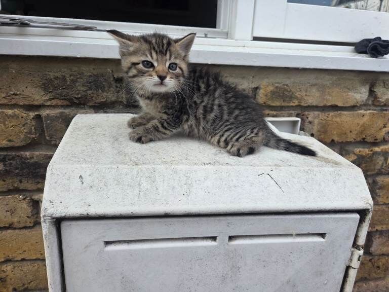 Kittens for sale - Image 2 of 3