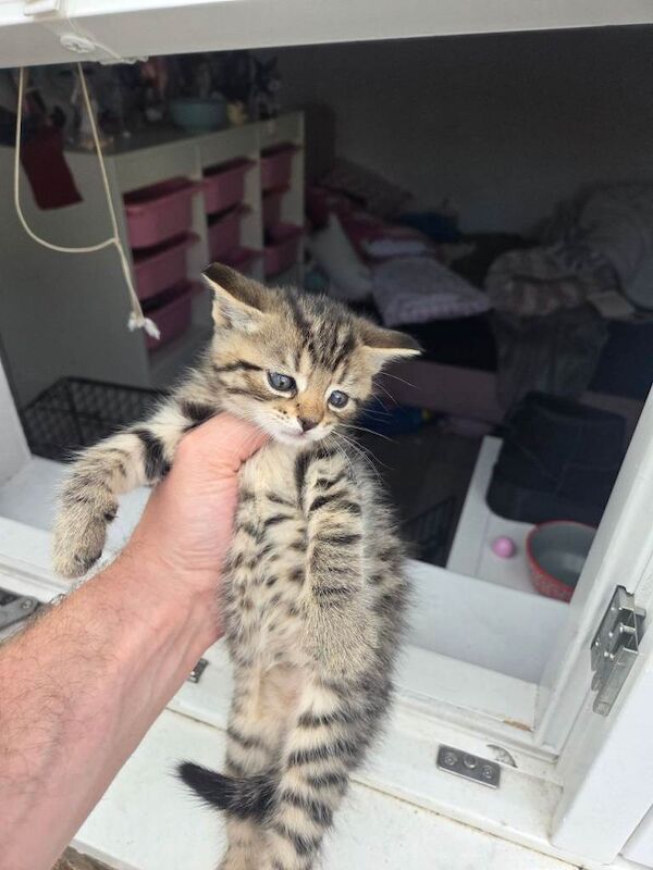 Kittens for sale - Image 3 of 3