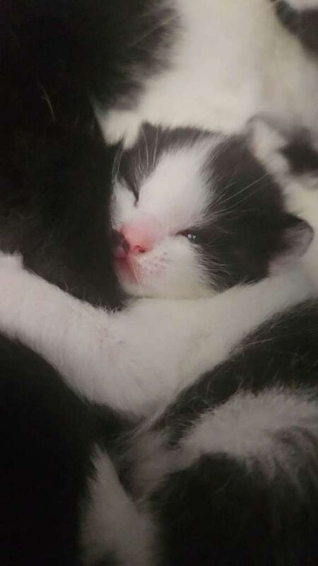 British Shorthair Kittens For Sale Under £300