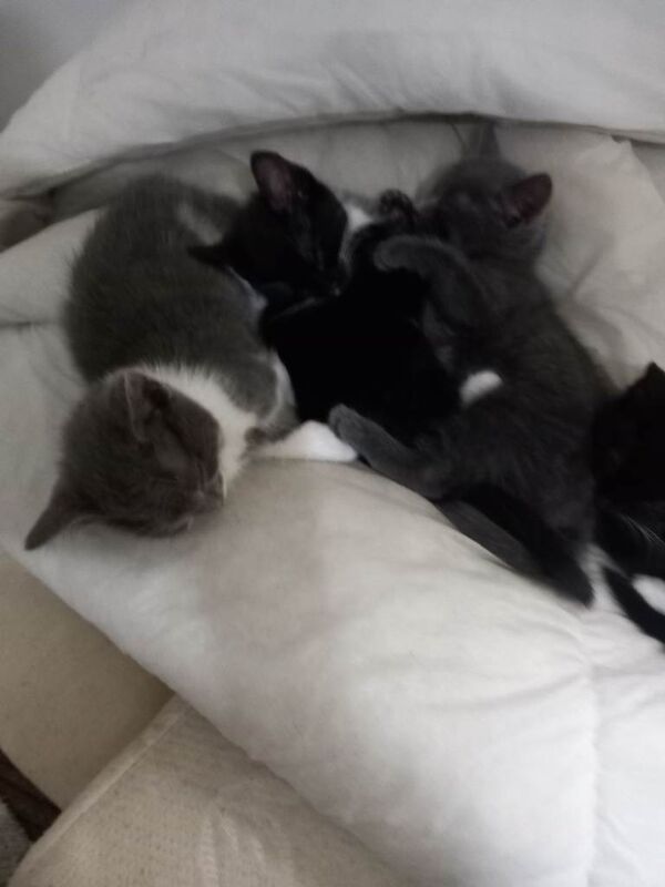Kittens for sale
