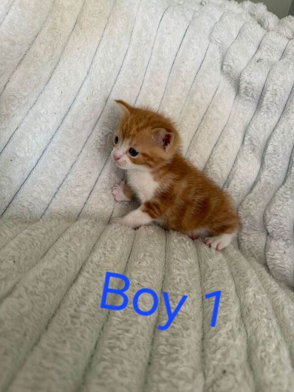 Kittens for sale
