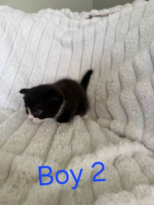 Kittens for sale - Image 2 of 4