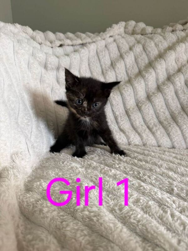 Kittens for sale - Image 3 of 4