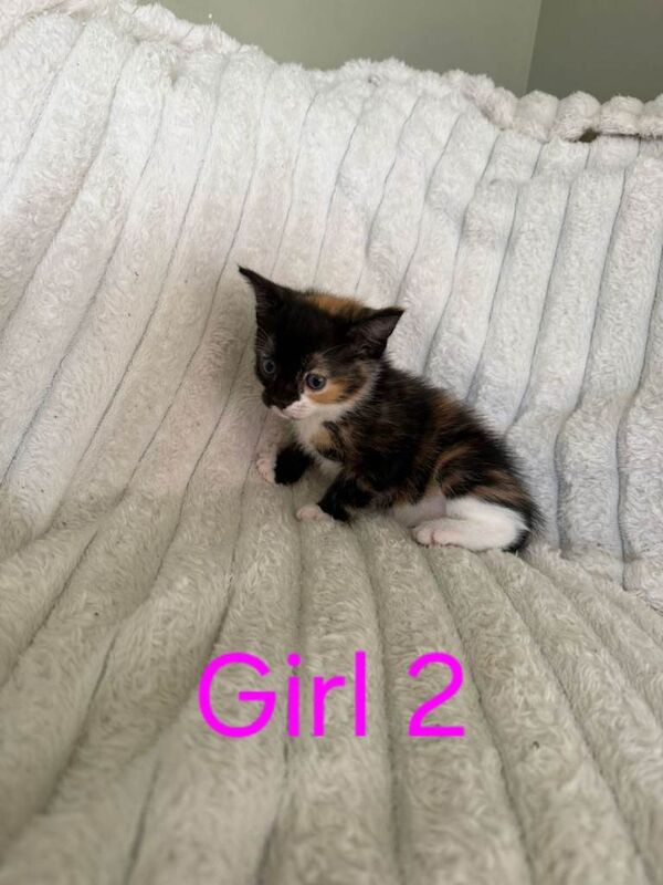 Kittens for sale - Image 4 of 4