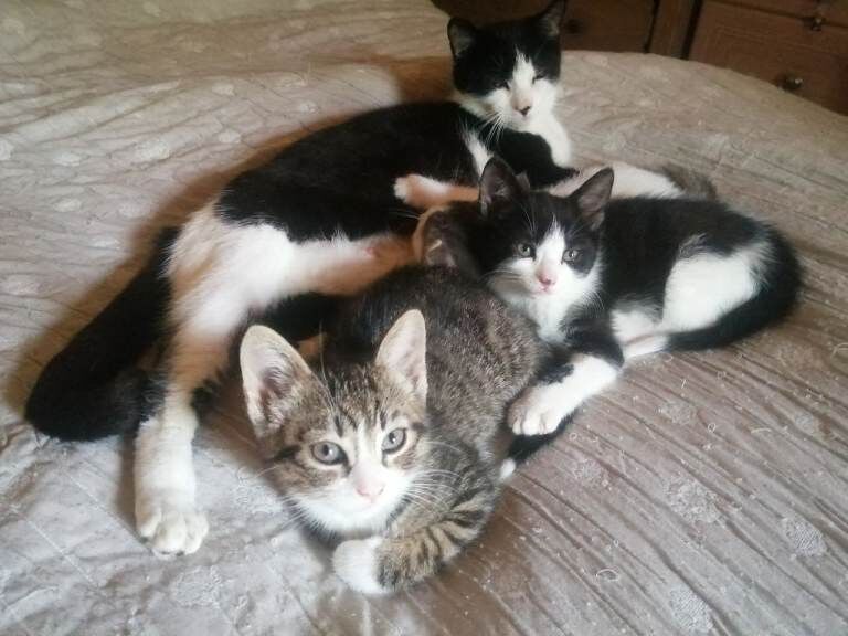 British Shorthair Kittens For Sale